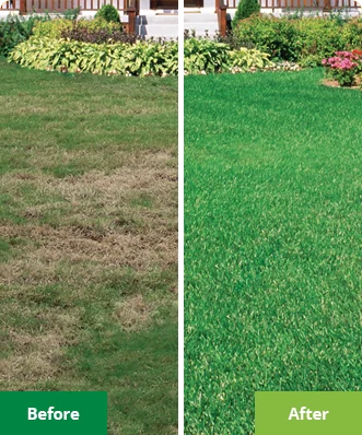 Before and after lawn treatment